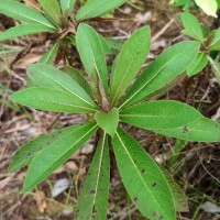 Lobelia nicotianifolia Roth