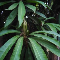 Lucuma campechiana Kunth