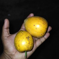 Lucuma campechiana Kunth