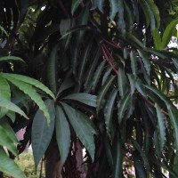 Lucuma campechiana Kunth