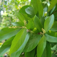 Mallotus rhamnifolius (Willd.) Müll.Arg.