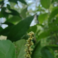 Mallotus rhamnifolius (Willd.) Müll.Arg.