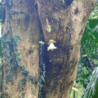 Parmentiera cereifera Seem.