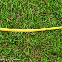 Parmentiera cereifera Seem.