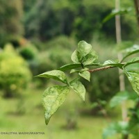 Parmentiera cereifera Seem.