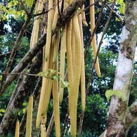 Parmentiera cereifera Seem.