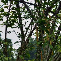 Parmentiera cereifera Seem.