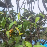 Piper zeylanicum Miq.