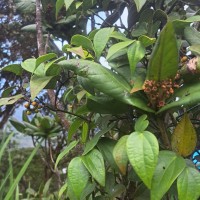 Piper zeylanicum Miq.