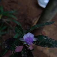 Polygala macrolophos Hassk.