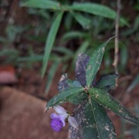 Polygala macrolophos Hassk.