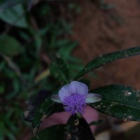 Polygala macrolophos Hassk.
