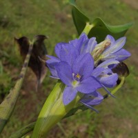 Pontederia vaginalis Burm.f.