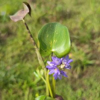 Pontederia vaginalis Burm.f.