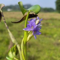Pontederia vaginalis Burm.f.