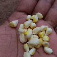 Thespesia populnea (L.) Sol. ex Corrêa