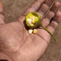 Thespesia populnea (L.) Sol. ex Corrêa