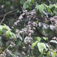 Memecylon grande Retz.