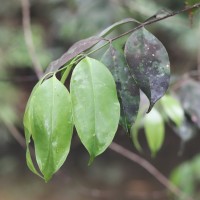 Memecylon grande Retz.