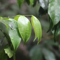 Memecylon grande Retz.