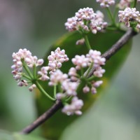 Memecylon grande Retz.