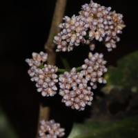 Memecylon grande Retz.