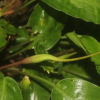 Lagenandra bogneri de Wit