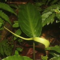 Lagenandra bogneri de Wit