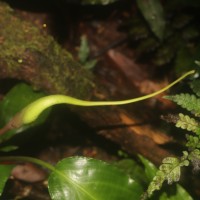 Lagenandra bogneri de Wit