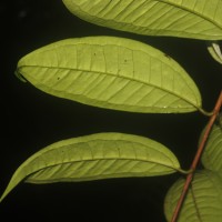 Eugenia insignis Thwaites