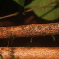 Eugenia insignis Thwaites