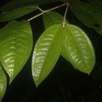 Eugenia insignis Thwaites