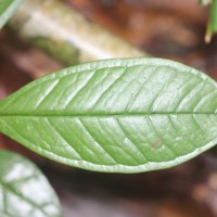 Eugenia rivulorum Thwaites