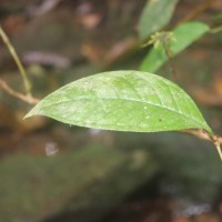 Eugenia rivulorum Thwaites