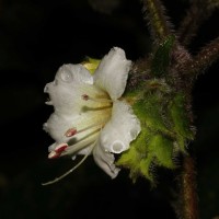 Strobilanthes vestita Nees