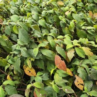 Strobilanthes vestita Nees