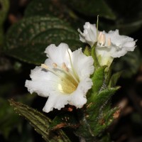 Strobilanthes vestita Nees