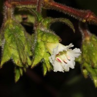 Strobilanthes vestita Nees