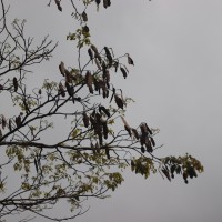 Pericopsis mooniana Thwaites