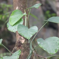 Rhaphidophora pertusa (Roxb.) Schott