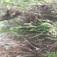 Ophioglossum pendulum L.