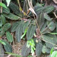 <i>Acrotrema uniflorum</i> var. bullatum (Thwaites) Hook.f. & Thomson