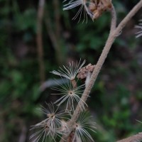 Jeffreycia zeylanica (L.) H.Rob., S.C.Keeley & Skvarla
