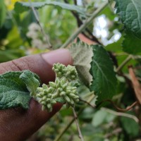 Jeffreycia zeylanica (L.) H.Rob., S.C.Keeley & Skvarla