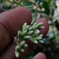 Jeffreycia zeylanica (L.) H.Rob., S.C.Keeley & Skvarla