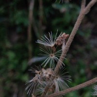 Jeffreycia zeylanica (L.) H.Rob., S.C.Keeley & Skvarla