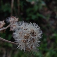 Jeffreycia zeylanica (L.) H.Rob., S.C.Keeley & Skvarla