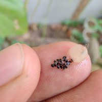 Rhipsalis baccifera (J.S.Muell.) Stearn