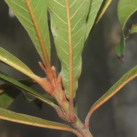 Madhuca clavata Jayas.