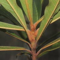 Madhuca clavata Jayas.